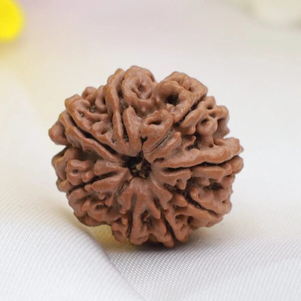 8 मुखी रुद्राक्ष # 8 Mukhi Rudraksha - Image 2