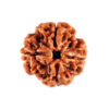 4 मुखी रुद्राक्ष # 4 Mukhi Rudraksha
