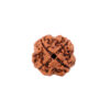 4 मुखी रुद्राक्ष # 4 Mukhi Rudraksha - Image 3