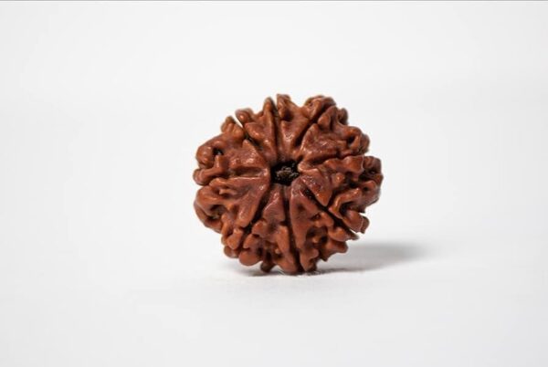 8 मुखी रुद्राक्ष # 8 Mukhi Rudraksha - Image 3