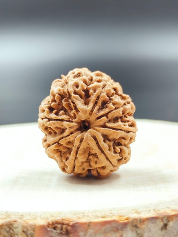 8 Mukhi Rudraksha