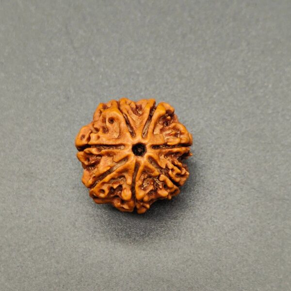 7 मुखी रुद्राक्ष  #7 Mukhi Rudraksha - Image 2