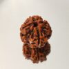 4 मुखी रुद्राक्ष # 4 Mukhi Rudraksha - Image 2
