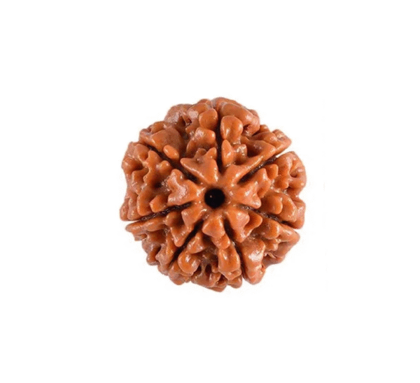 7 मुखी रुद्राक्ष  #7 Mukhi Rudraksha