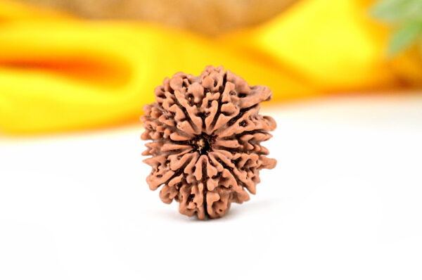 11 Mukhi Rudraksh