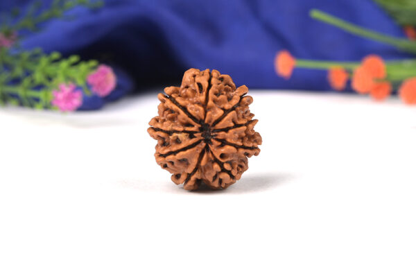 9 Mukhi Rudraksh