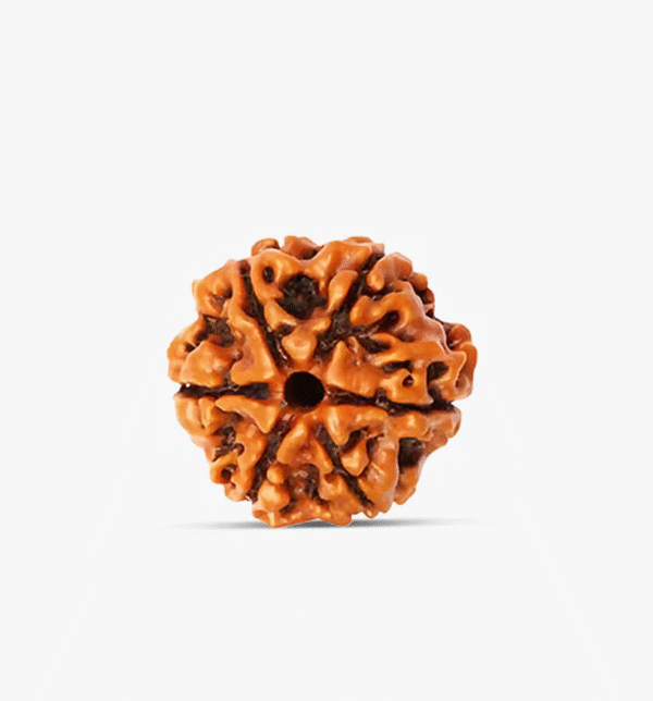 6 Mukhi Rudraksh