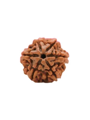 6 Mukhi Rudraksh (Premium)