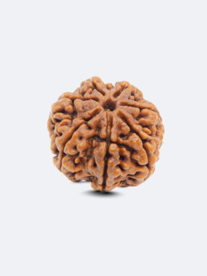 7 Mukhi Rudraksh (Premium)