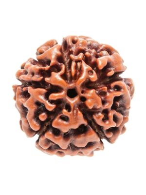 5 Mukhi Rudraksh (Premium)