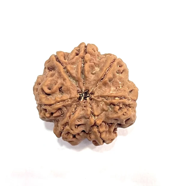 7 Mukhi Rudraksh (Premium)